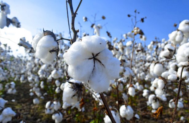vải cotton là gì